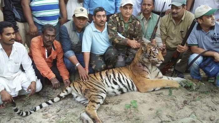 Man-eating tigress shot dead in India after six-week search